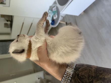 Siam kitten reinrassig