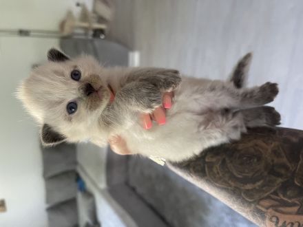 Siam kitten reinrassig