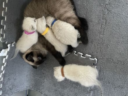 Siam kitten reinrassig