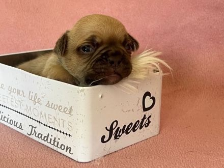 Französische Bulldoggen Welpe sucht neues Zuhause