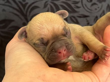 Französische Bulldoggen Welpe sucht neues Zuhause