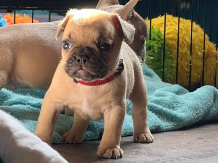 Französische Bulldoggen Welpe sucht neues Zuhause
