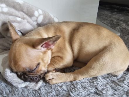Französische Bulldoggen Welpe sucht neues Zuhause