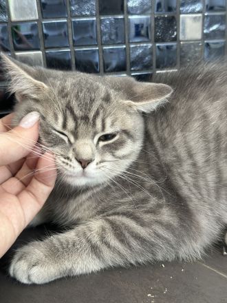 ♠️3 Schnurrhaare ♠️ Abgabe bereit