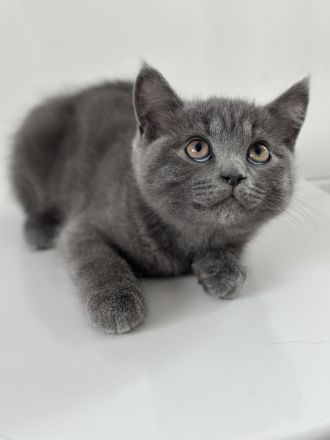 ♠️3 Schnurrhaare ♠️ Abgabe bereit