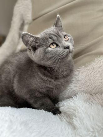 ♠️3 Schnurrhaare ♠️ Abgabe bereit