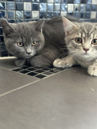 ♠️3 Schnurrhaare ♠️ Abgabe bereit