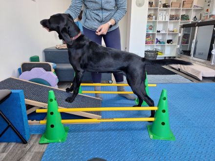 Tierphysiotherapie Sylvia Jesse für Hund & Pferd - Pfoten und Hufe in guten Händen -