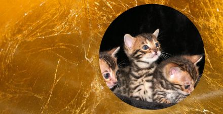 BERLINGOLD Bengals- Wurfankündigung