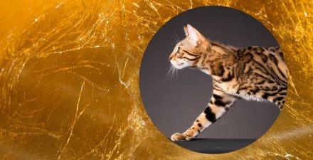 BERLINGOLD Bengals- Wurfankündigung