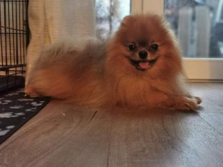 Wunderschöner Reinrassiger Zwergspitz Welpe, 5 Monate, ab sofort auszugbereit!