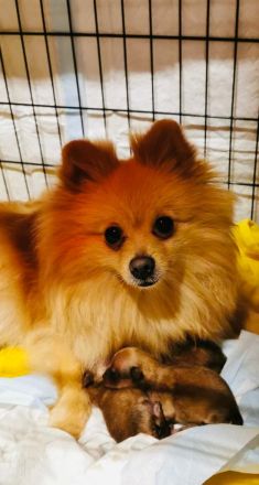 Wunderschöner Reinrassiger Zwergspitz Welpe, 5 Monate, ab sofort auszugbereit!