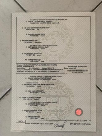 Wunderschöner Reinrassiger Zwergspitz Welpe, 5 Monate, ab sofort auszugbereit!