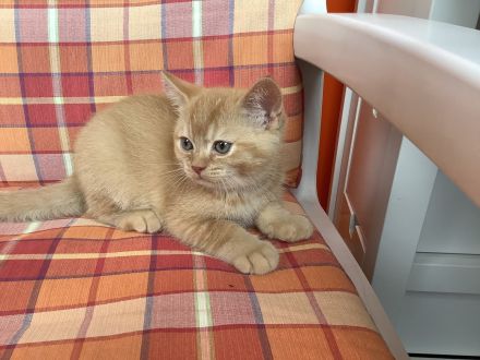 4 süße BKH Kitten seltene Farbe 499 Euro