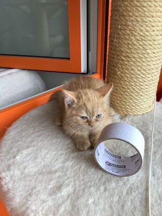 4 süße BKH Kitten seltene Farbe 499 Euro