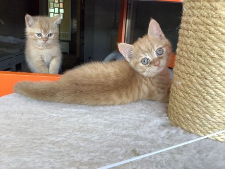 4 süße BKH Kitten seltene Farbe 499 Euro