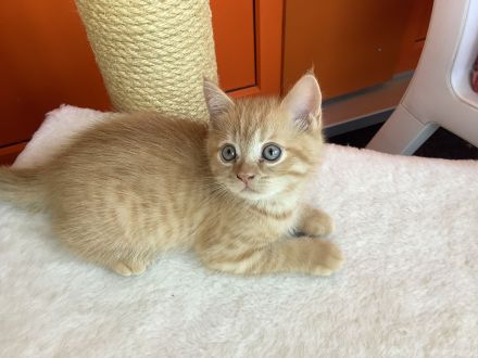 4 süße BKH Kitten seltene Farbe 499 Euro