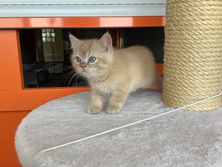 4 süße BKH Kitten seltene Farbe 499 Euro