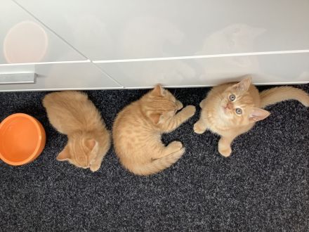 4 süße BKH Kitten seltene Farbe 499 Euro