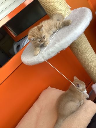 4 süße BKH Kitten seltene Farbe 499 Euro