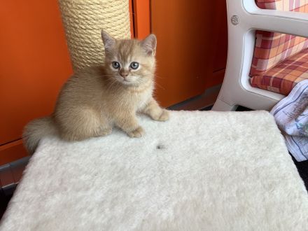 4 süße BKH Kitten seltene Farbe 499 Euro