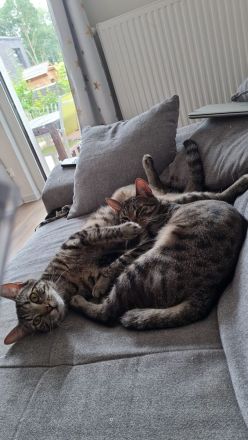 Verkaufe  2 süsse kater