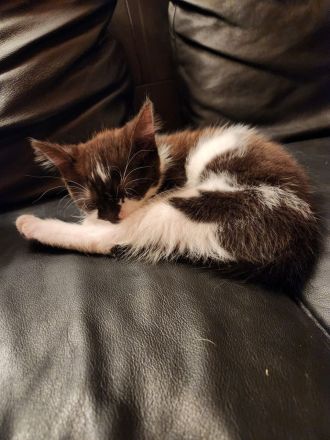 Heilige Birma Ragdoll Kitten