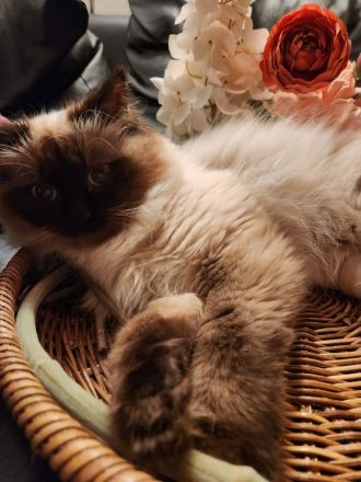Heilige Birma Ragdoll Kitten