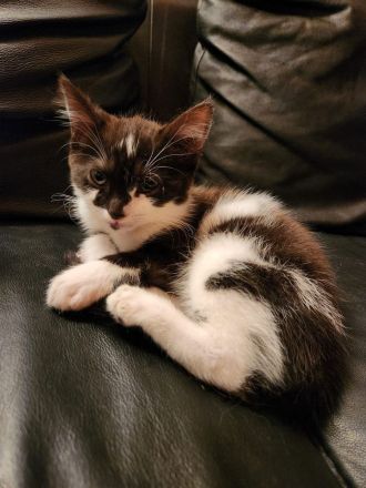 Heilige Birma Ragdoll Kitten