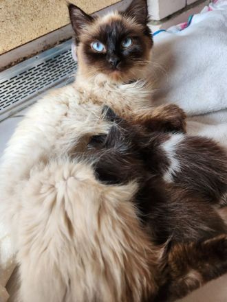 Heilige Birma Ragdoll Kitten