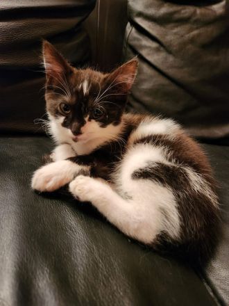 Heilige Birma Ragdoll Kitten