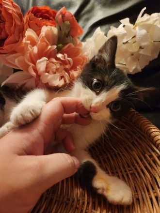 Heilige Birma Ragdoll Kitten