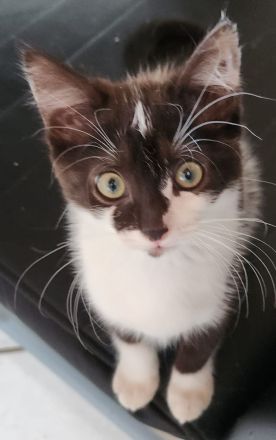 Heilige Birma Ragdoll Kitten