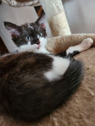 Heilige Birma Ragdoll Kitten