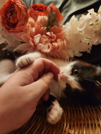 Heilige Birma Ragdoll Kitten