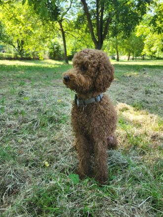Max vom Petershof Zwergpudel/Kleinpudel Fawn/Red/Apricot Deckrüde