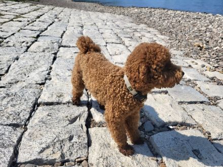 Max vom Petershof Zwergpudel/Kleinpudel Fawn/Red/Apricot Deckrüde