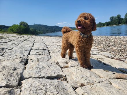 Max vom Petershof Zwergpudel/Kleinpudel Fawn/Red/Apricot Deckrüde