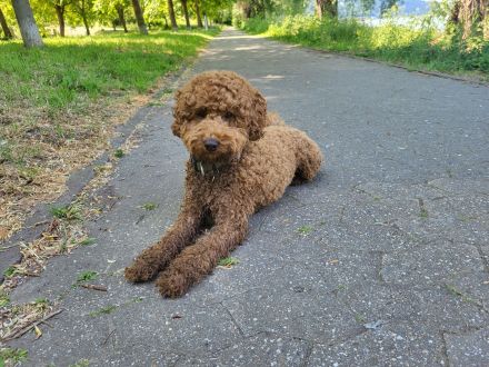 Max vom Petershof Zwergpudel/Kleinpudel Fawn/Red/Apricot Deckrüde