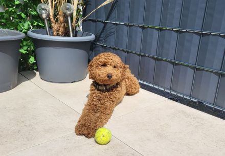 Max vom Petershof Zwergpudel/Kleinpudel Fawn/Red/Apricot Deckrüde