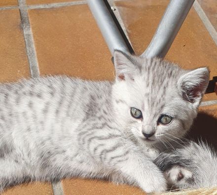 3 BKH/Chinchilla Kitten