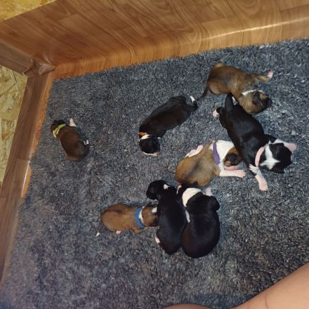 Border Collie x Golden Retriever Mix