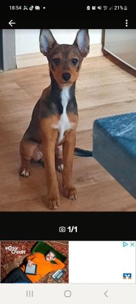 Australische kelpie Mischling