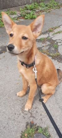 Australische kelpie Mischling