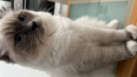 Ragdoll und Elf sphynx