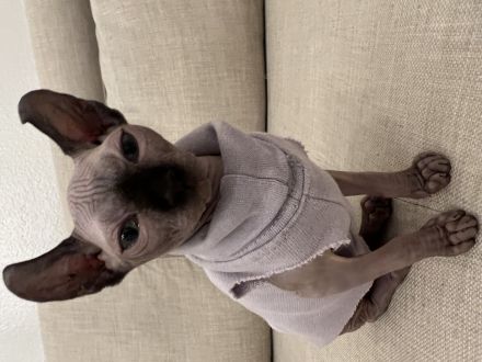 Ragdoll und Elf sphynx