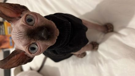 Ragdoll und Elf sphynx