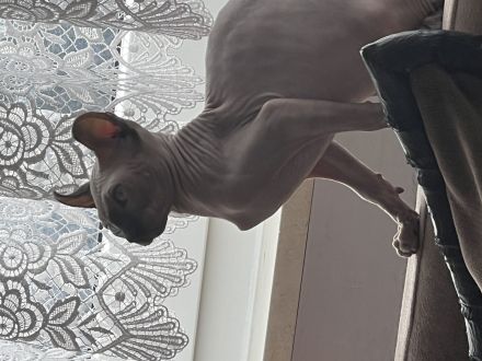 Ragdoll und Elf sphynx