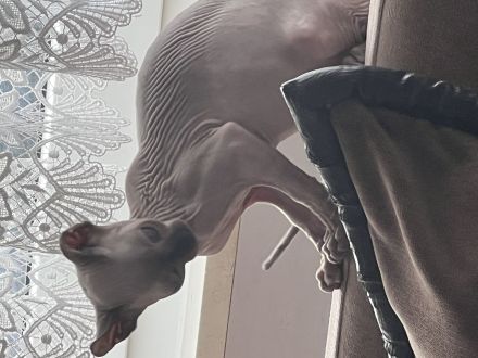 Ragdoll und Elf sphynx