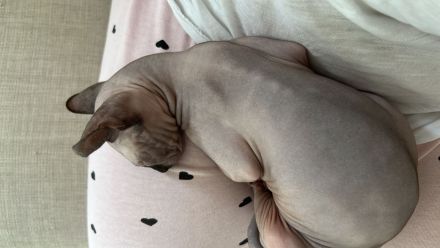 Ragdoll und Elf sphynx